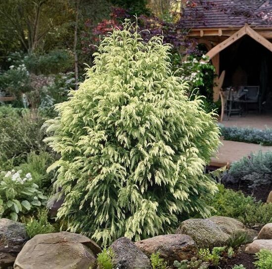 Japānas kriptomērija 'Sekkan'